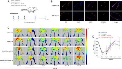 TMAO-Activated Hepatocyte-Derived Exosomes Impair Angiogenesis via Repressing CXCR4